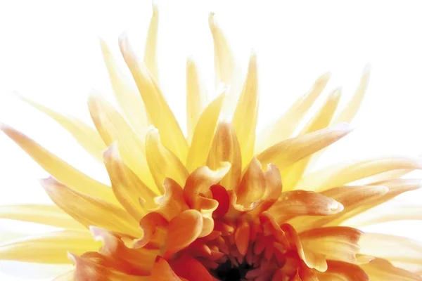 Amarelo Vermelho Dahlia Flor — Fotografia de Stock