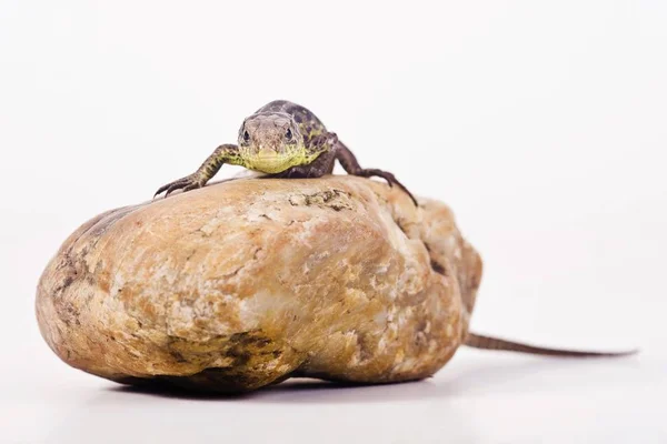 Lagarto Areia Fêmea Lacerta Agilis Uma Pedra — Fotografia de Stock