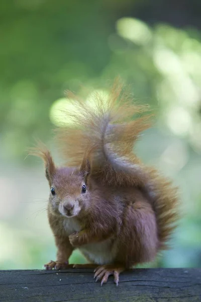 Κόκκινο Σκίουρο Sciurus Vulgaris Στο Δέντρο — Φωτογραφία Αρχείου