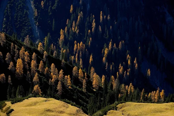 秋のカラマツ Namlos Lechtal ロイテ チロル オーストリア ヨーロッパともみの山林 — ストック写真