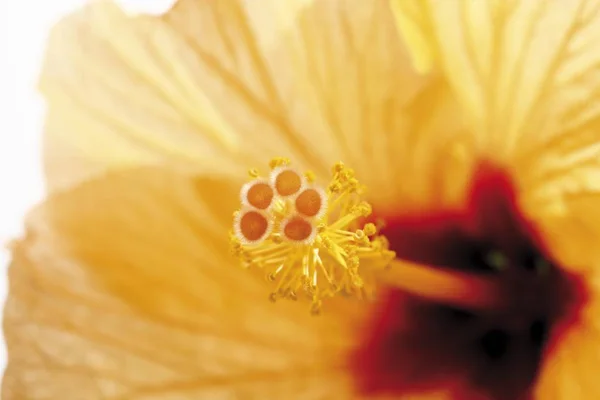 Beautifil Sarı Hibiscus Çiçek — Stok fotoğraf