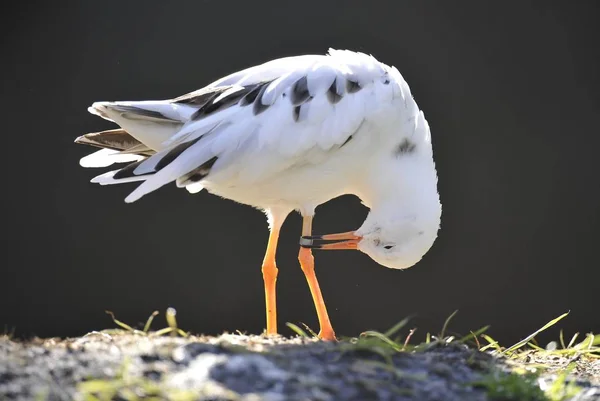 Ruff Philomachus Pugnax Kapatın — Stok fotoğraf