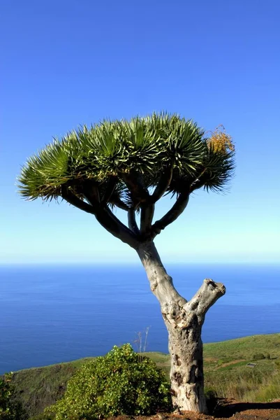 Dragon Tree Dracaena Près Las Tricias Palma Îles Canaries Espagne — Photo