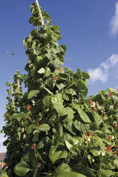 Läuferbohnen Bei Klarem Himmel — Stockfoto