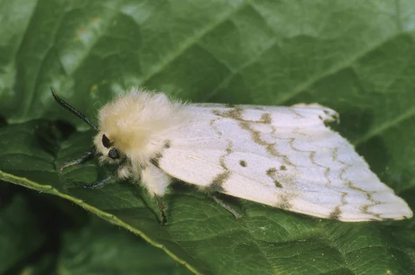 Primo Piano Gypsy Moth Lymantria Dispar Femmina — Foto Stock