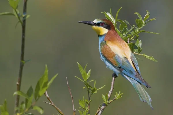 Bienenfresser Vogel Merops Apiaster Freien — Stockfoto