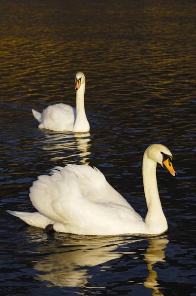 Två vackra Knölsvan fåglar — Stockfoto