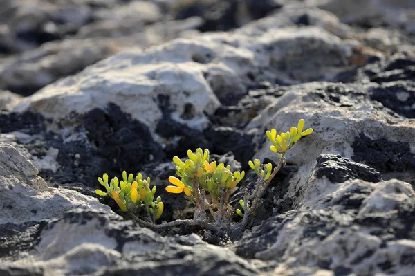 Algae Plant Low Tide Fuerteventura Canary Islands Spain Europe — Stock Photo, Image