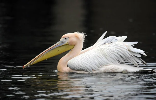 Pássaro pelicano nadando na água — Fotografia de Stock