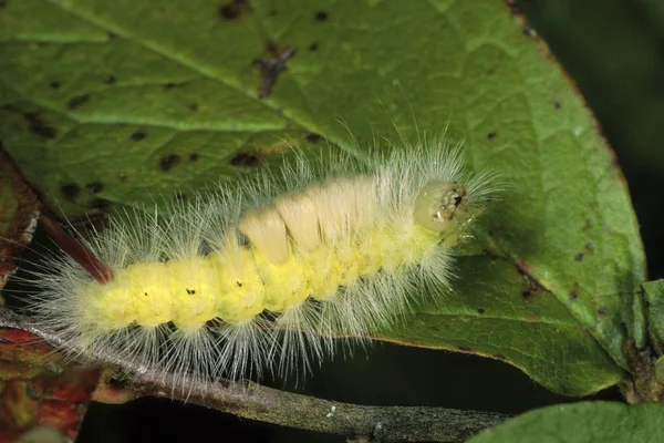 Primer Plano Polilla Lymantrid Dasychira Repubunda Oruga —  Fotos de Stock