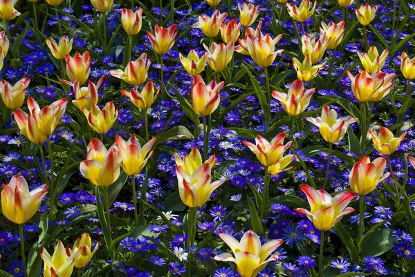 Gebied van kleurrijke tulpen, Keukenhof — Stockfoto