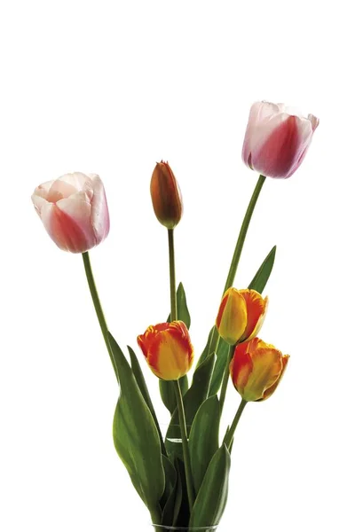 Tulipanes Fondo Blanco —  Fotos de Stock