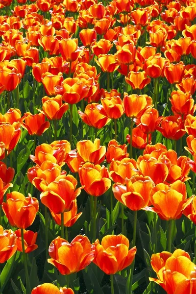 Piros Sárga Tulipán Virág Meadow Területén — Stock Fotó