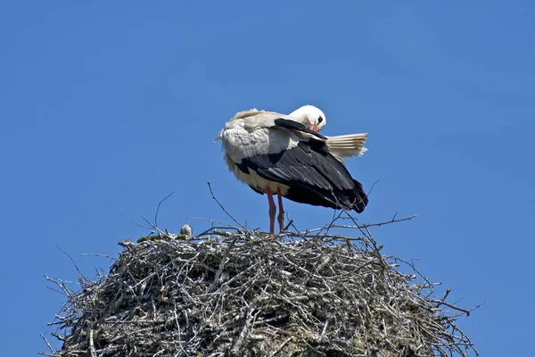 Weißstorchvogel Nest Ciconia Ciconia — Stockfoto