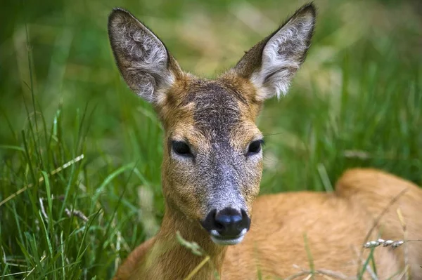 Θηλυκό Ζαρκάδι Capreolus Capreolus Κράτη Της Βαλτικής Βορειοανατολικά Της Ευρώπης — Φωτογραφία Αρχείου