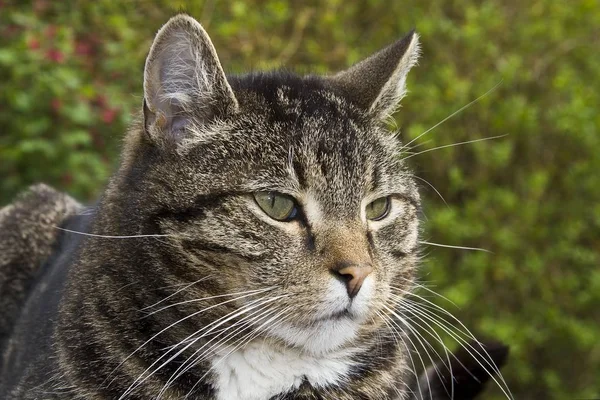 Mężczyzn Krajowych Kot Felis Silvestris Catus Portret — Zdjęcie stockowe