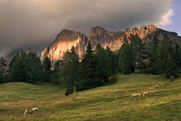 Rotwand Röda Bergväggen Rosengartenmassiv Rosengarten Massivet Och Haflinger Hästar Betar — Stockfoto