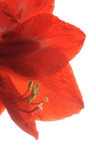 Çiçek Amaryillis Hippeastrum Kırmızı Amaryllis Makro Çekim — Stok fotoğraf
