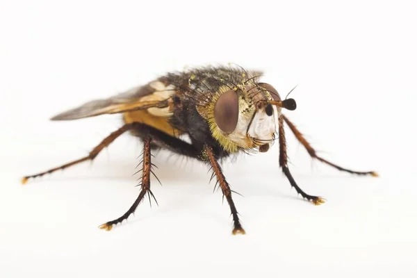 Echinomyia Fera Tachinid Voar — Fotografia de Stock