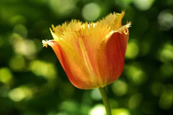 Uma Única Flor Tulipa Vermelho Orage Amarelo Tulipa — Fotografia de Stock