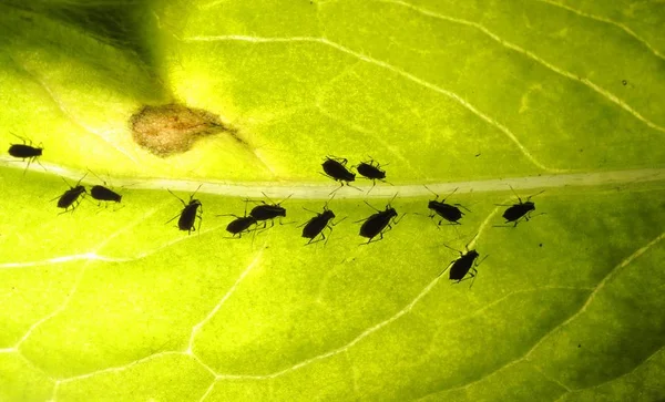 Pidocchi Aphididae Nella Luce Trasmessa — Foto Stock