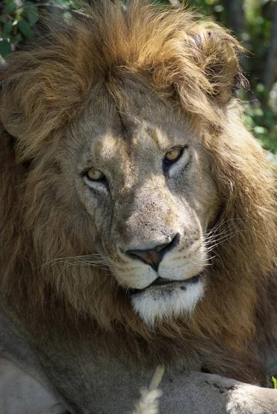 Мужской Лев Panthera Leo Masai Mara National Reservation Republic Kenya — стоковое фото