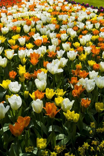 Pole barevné tulipány, Keukenhof — Stock fotografie