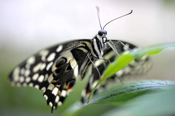 Papillon Queue Hirondelle Agrumes Sur Plante Papilio Demodocus — Photo