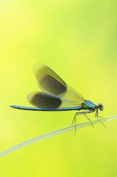 Gebänderte Demiselle Calopteryx Splendens Männchen Auf Schilfblatt — Stockfoto