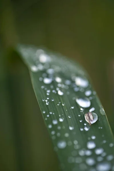 葦の葉の上の雨粒します — ストック写真