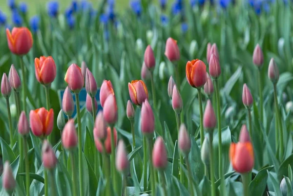 Feld aus bunten Tulpen, Keukenhof — Stockfoto