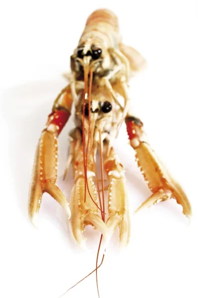 Cooked Norway Lobster Nephrops Norvegicus Isolated White — Stock Photo, Image
