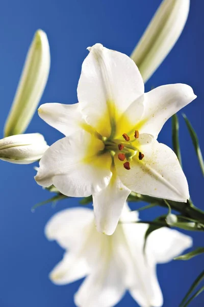Белый Цветок Лили Цветы Лилия — стоковое фото
