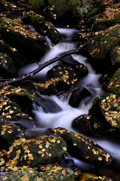 Flowing stream, mossy stones and autumn leaves, Altschoenau, Bavarian Forest, Bavaria, Germany, Europe