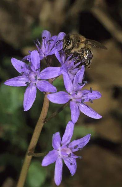 Alpine Squill (Scilla bifolia), Lily family, with Western Honey Bee or European Honey Bee (Apis mellifera)