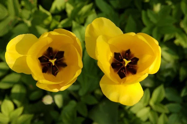 Tulipa — 스톡 사진