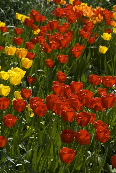 Rote Gelbe Tulpen Blühen Wiesenfeld — Stockfoto