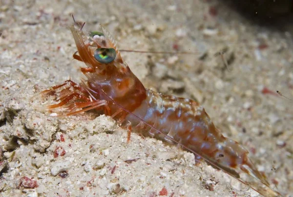 Hinge Beak Shrimp Rhynchocinetes — Stock Photo, Image