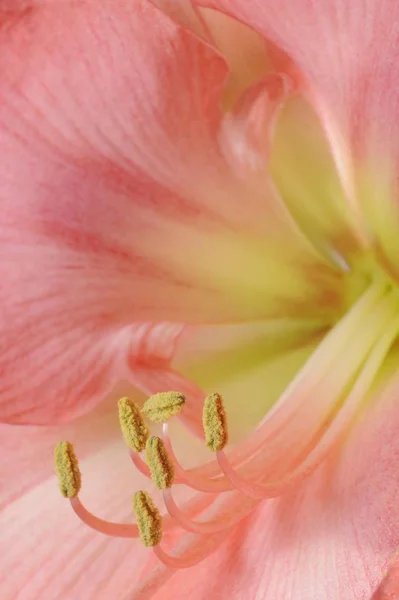 Amaryllis Hippeastrum Гібридний Квітка Pistil Вишні — стокове фото