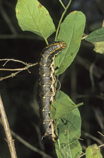Convolvulus Hawk Moth Herse Convolvuli Caterpillar Feeding Field Bindweed — Stock Photo, Image
