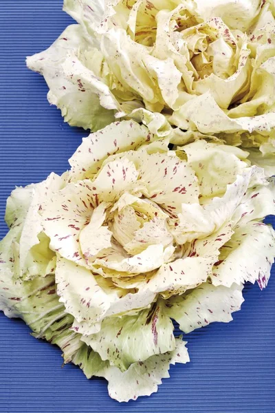 Radicchio Variegato Castelfranco Változatos Cikória — Stock Fotó