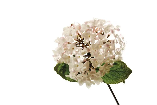 Virburnum Viburnum Virágok Fehér Háttér — Stock Fotó