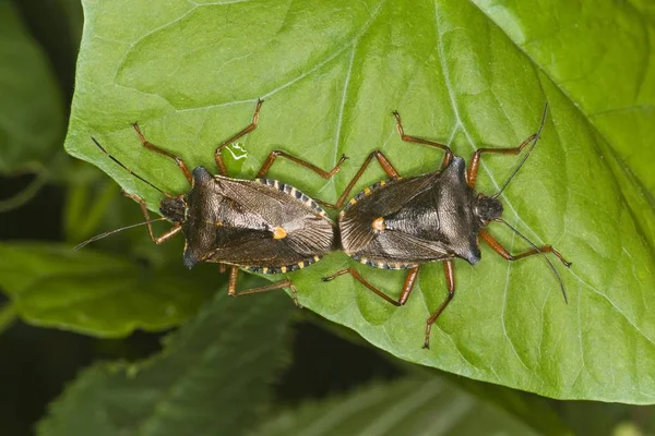 Primo Piano Dell Accoppiamento Degli Insetti Della Foresta Pentatoma Rufipes — Foto Stock