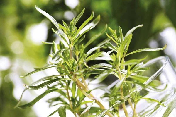 Savory Satureja Green Leaves Plant — Stock Photo, Image