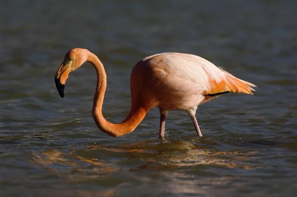 Rosa amerikanska Flamingo — Stockfoto