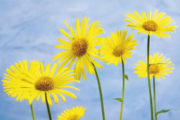 Gula Eye Blommor Buphthalmum Astericola — Stockfoto