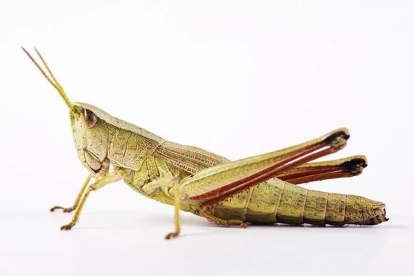 Perto Meadow Grasshopper Chorthippus Parallelus — Fotografia de Stock