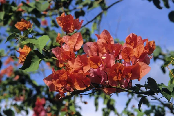 Bougainvillea 키프로스 그리스 — 스톡 사진