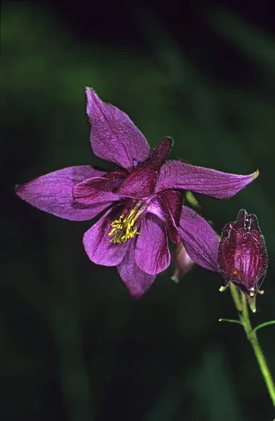 Dark Columbine Aquilegia Atrata Ammergau Alps Bavaria Jerman Eropa — Stok Foto