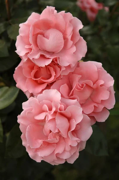 Tres Rosas Rosadas Rosa Florece —  Fotos de Stock